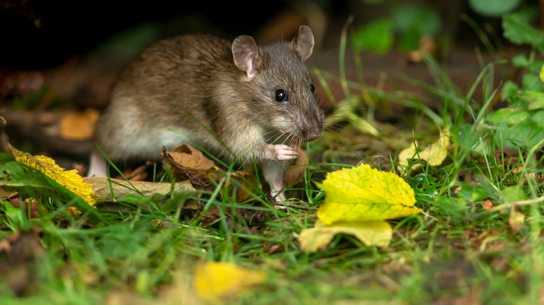 rat moving outside through grass