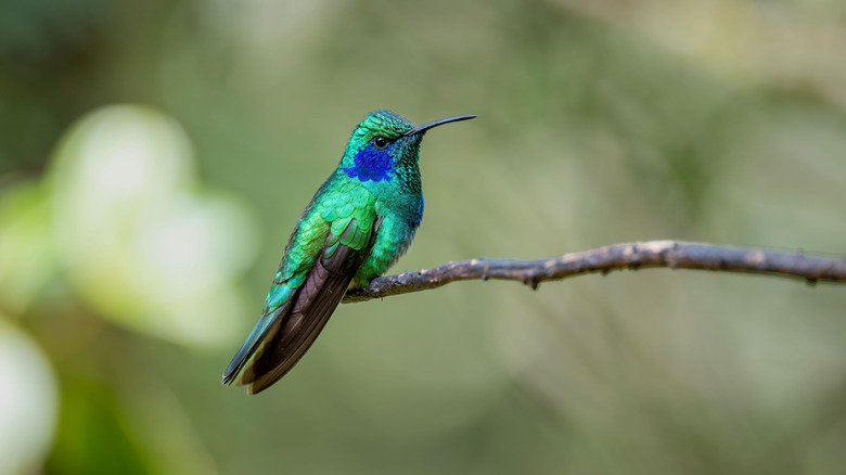 hummingbird with blue and green feathers sitting on a branch