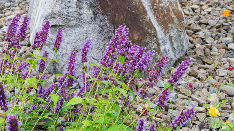 Anise hyssop grows in blue in a rock garden