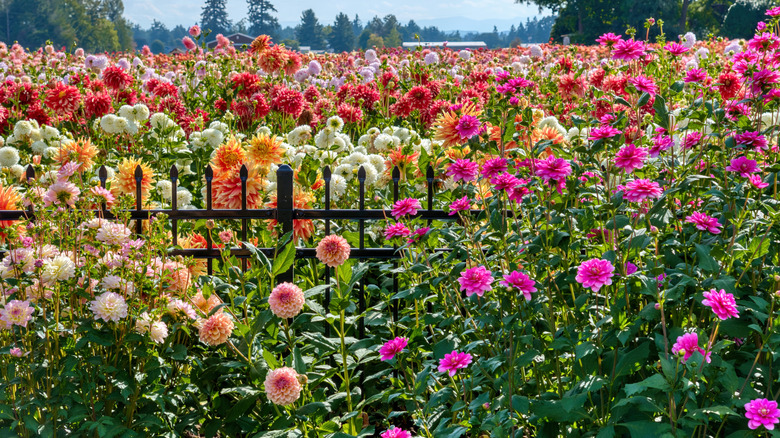A field of multicolored dahlias with a metal fence peeking through