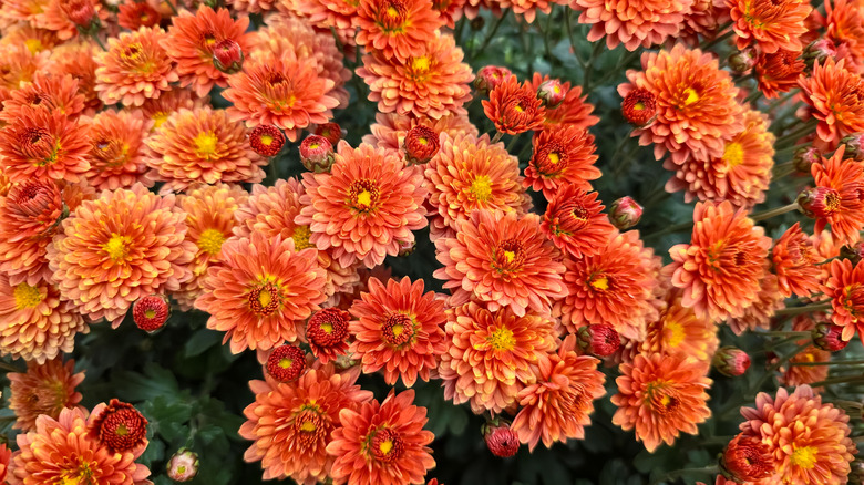 A cluster of orange mums in full bloom in a garden