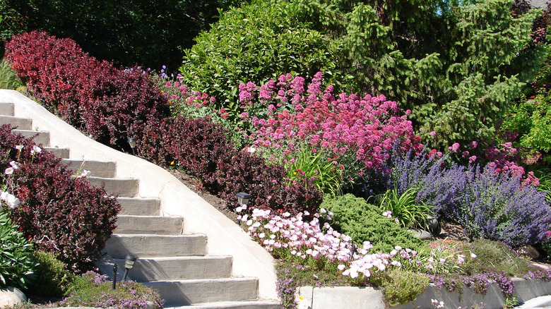 A sloped yard has a variety of shrubs and trees.
