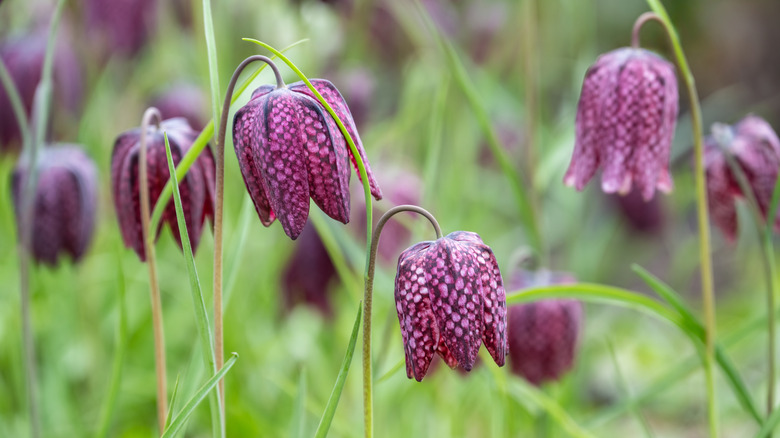 checkered lilies blooming in garden