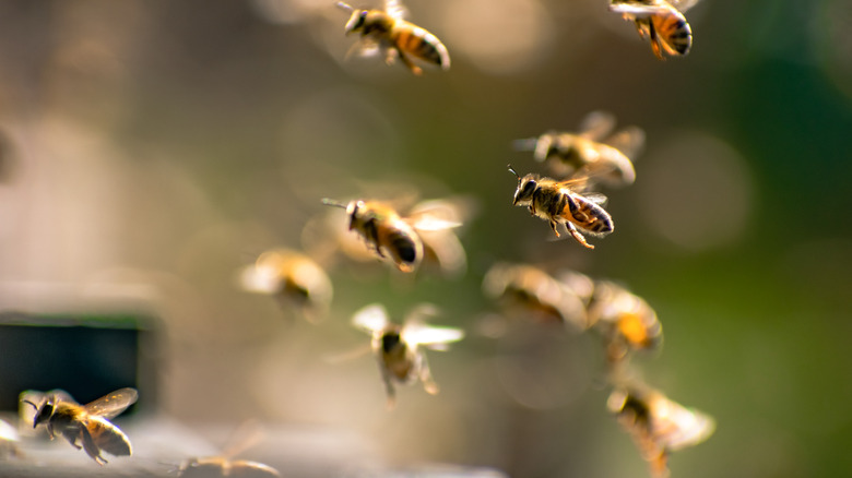 bees flying around outside
