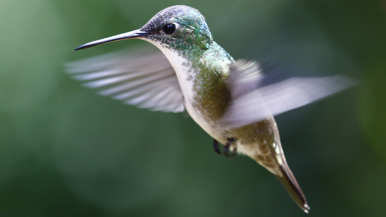 hummingbird in flight