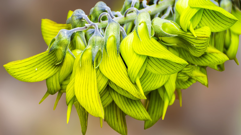 a close up of the hummingbird flower