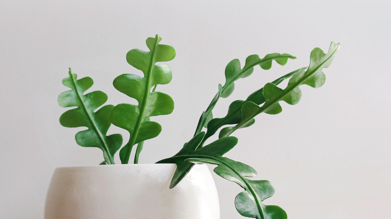 Fishbone cactus with zigzag leaves growing in a white pot