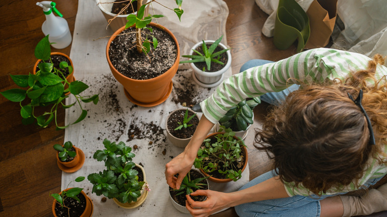 Woman sitting on floor potting various succulent houseplants
