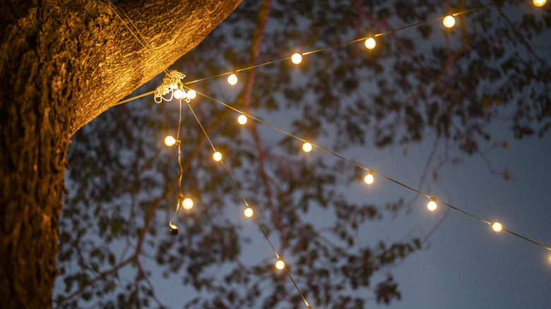 String lights tied up against a tree