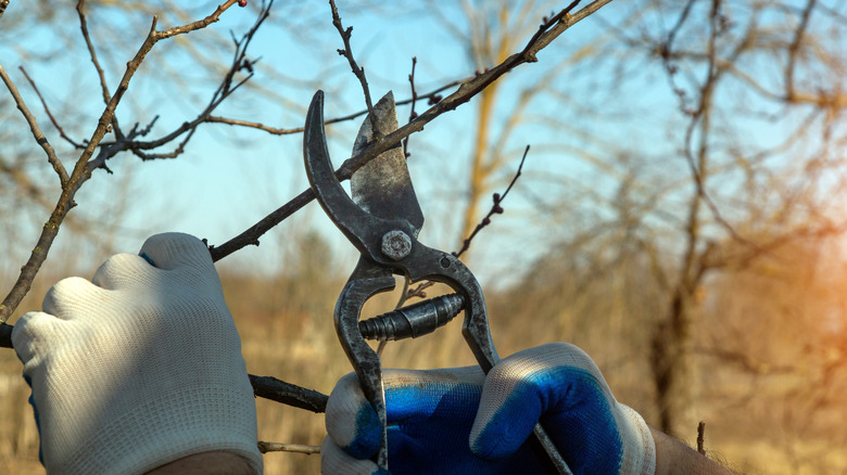 A person using pruning shears on a tree in winter