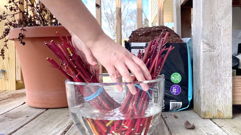 red twig dogwood cuttings in a bowl of water