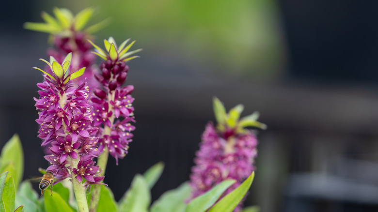A pineapple lily in bloom with purple flower clusters and a bee visiting one cluster.