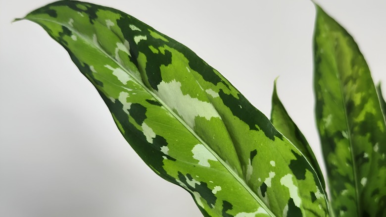 Aglaonema pictum 'Tricolor' foliage is shown close-up.