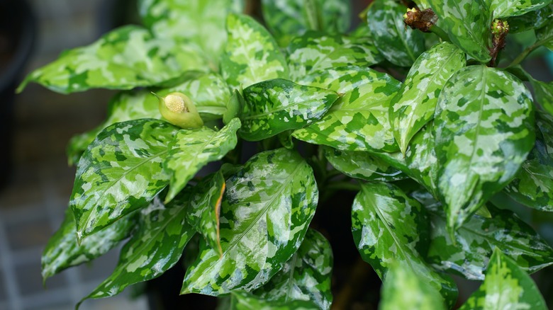 Aglaonema pictum 'Tricolor' grows indoors.