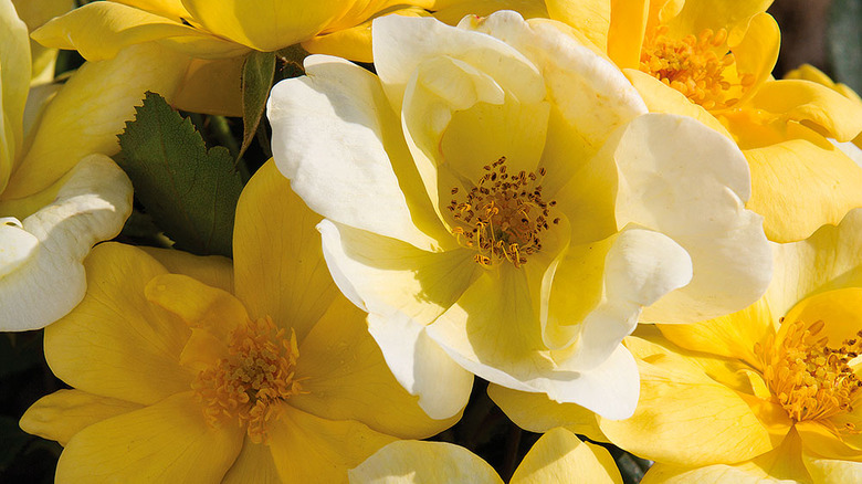 Close up of a Radsunny Knock Out rose