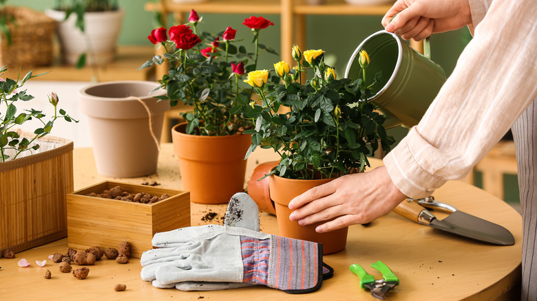 A person watering a yellow rose bush in a pot