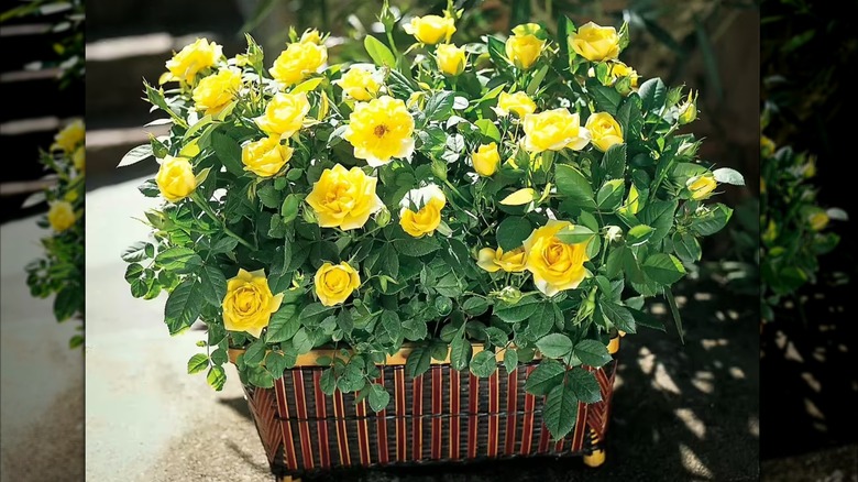 Yellow Knock Out roses in container