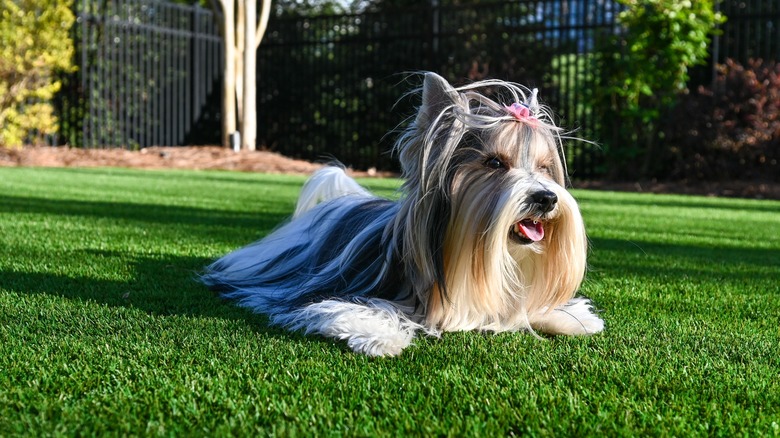 A small, adorable dog lies on a sunny patch of artificial grass..