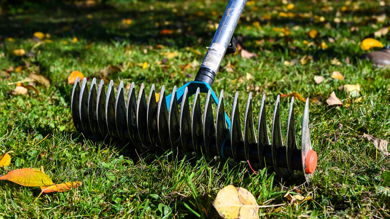 Close up of dethatching rake on lawn with leaves