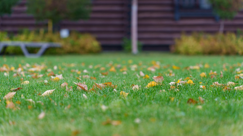 A backyard lawn in the fall