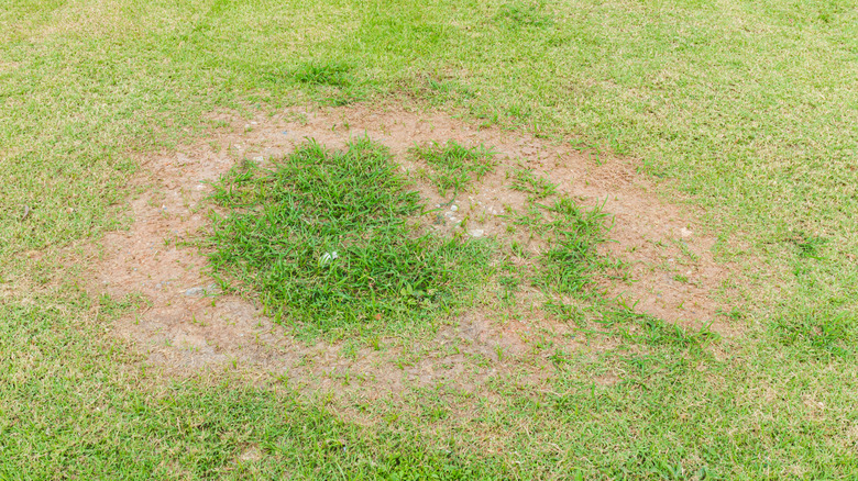Close up of lawn with large patch fungus