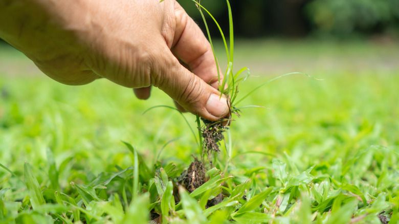 person pulling out weeds on a lawn