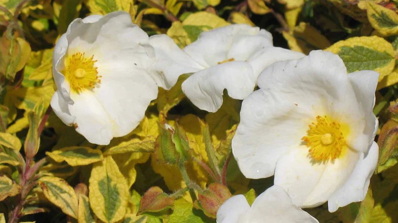 Cistus 'Mickie' plant in bloom