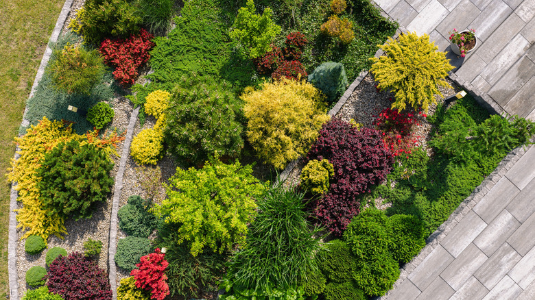 Overhead view of colorful groundcovers in garden
