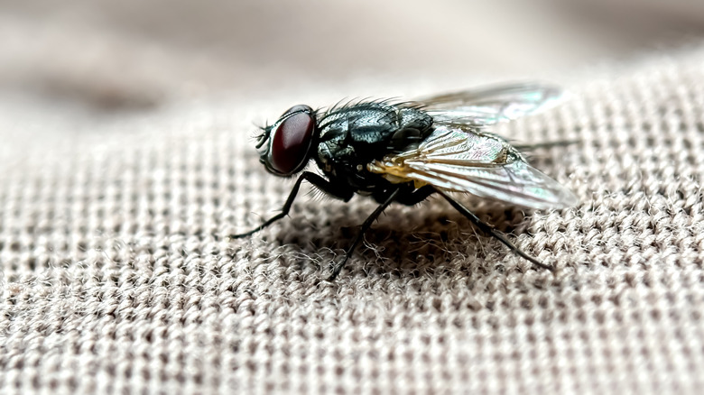 A fly rests on a woven indoor surface