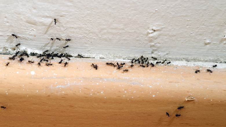 Ants in home