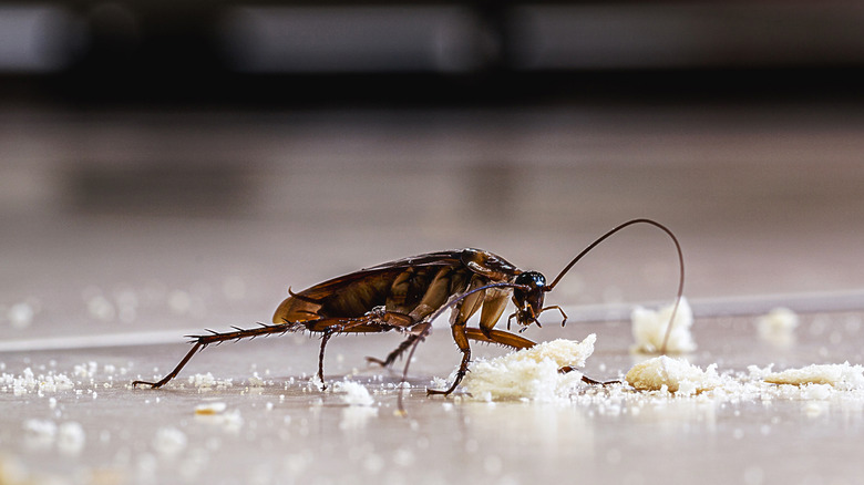 Close-up shot of roach eating crumbs on the floor