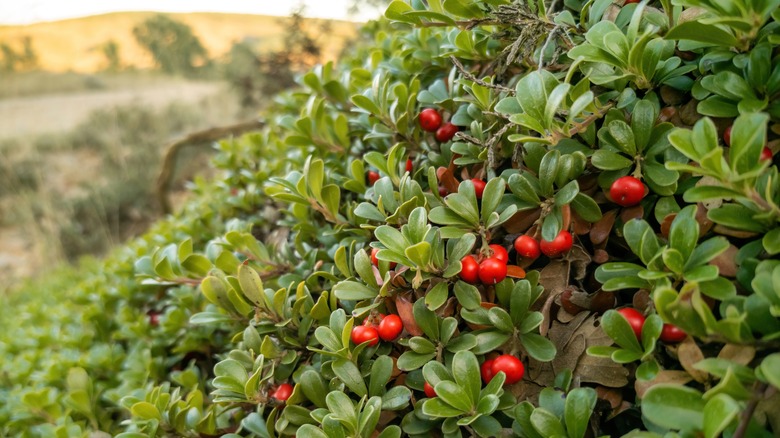 Slope covered with bearberry shrubs
