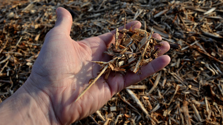 Person holds mulch in their hand