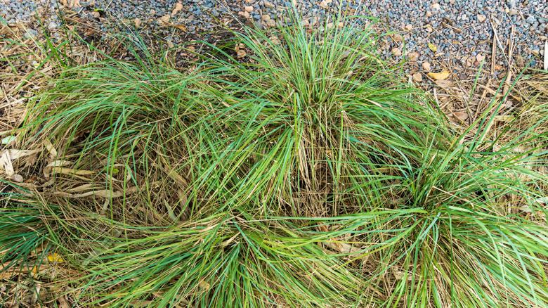 A group of Elliott's lovegrass growing next to a gravel pathway or driveway.