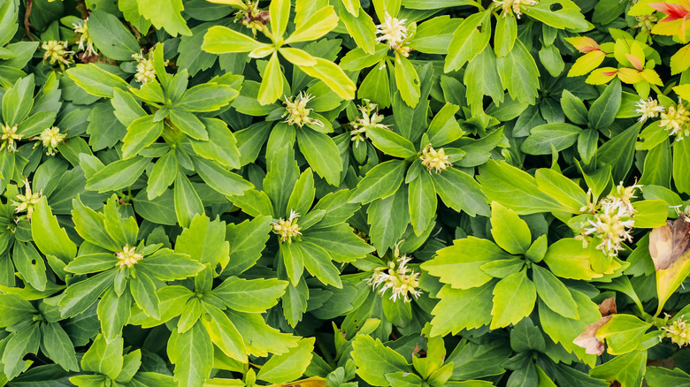 Pachysandra plant