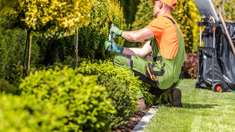 Gardener using pruners in lawn