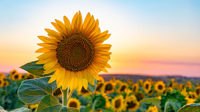 A tall yellow sunflower in a field of sunflowers.