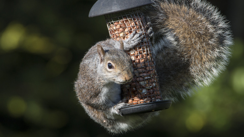 squirrel hanging off bird feeder