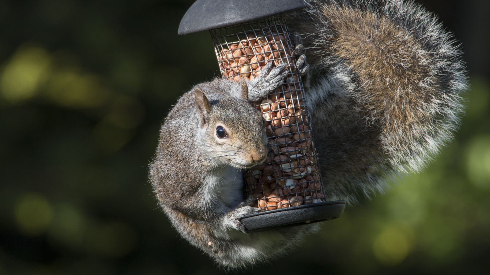 The 'Hack' That Absolutely Doesn't Work To Keep Squirrels Away From