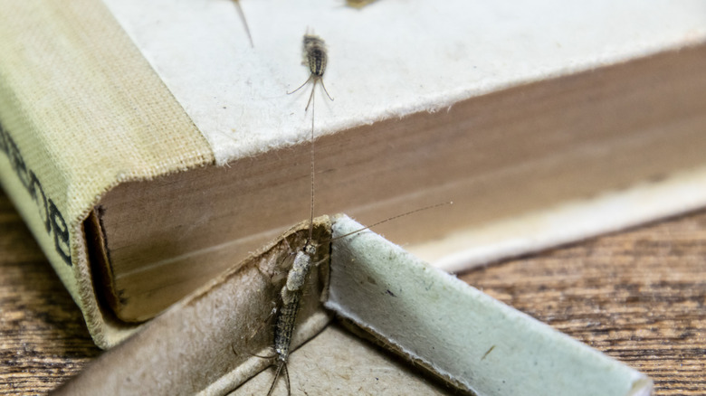 A couple of silverfish on a book and a cardboard box on a shelf.