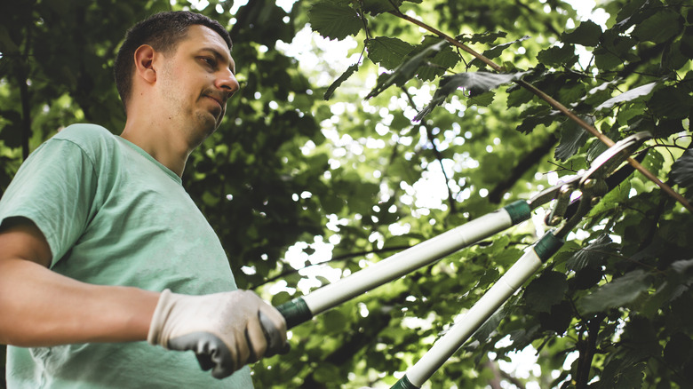 man pruning a bush