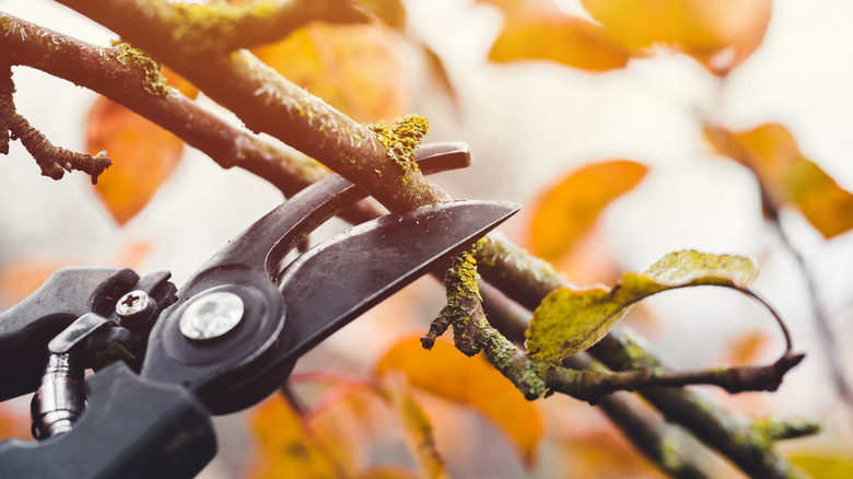 trimming a branch with loppers