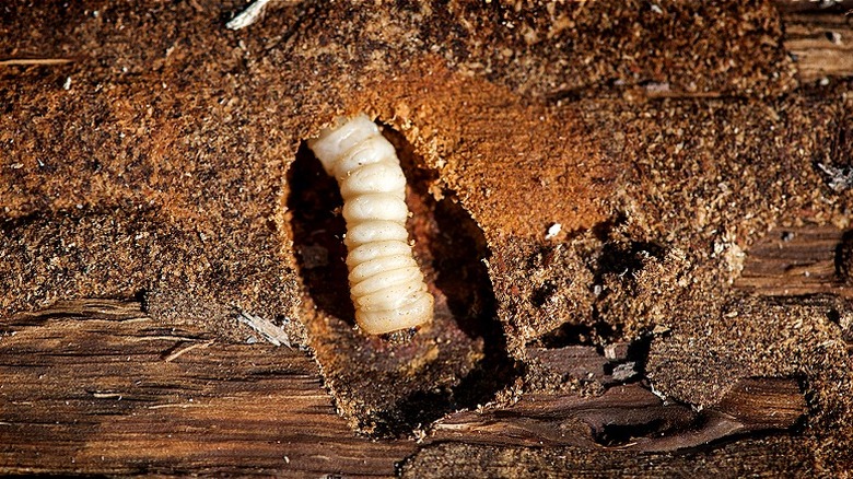 tarli che distruggono il legno