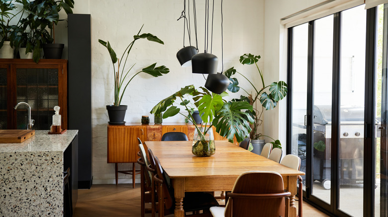 woman watering houseplants