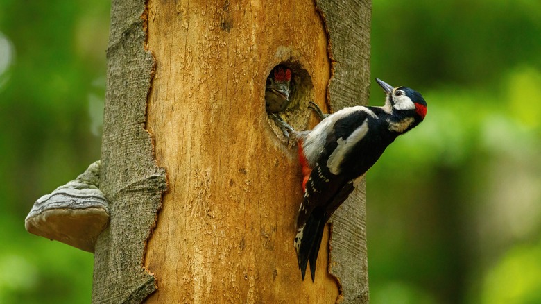 The Hack That'll Keep Woodpeckers Off Your Beloved Trees