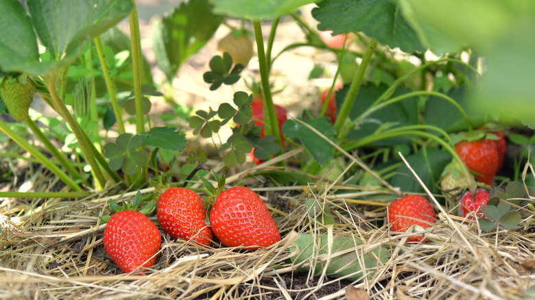 strawberry plants with straw mulch