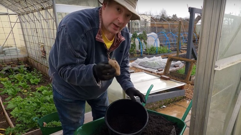 Man holding potato in greenhouse