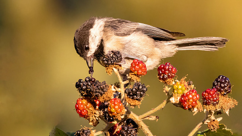 Close up of a chickadee eating berries from a bush