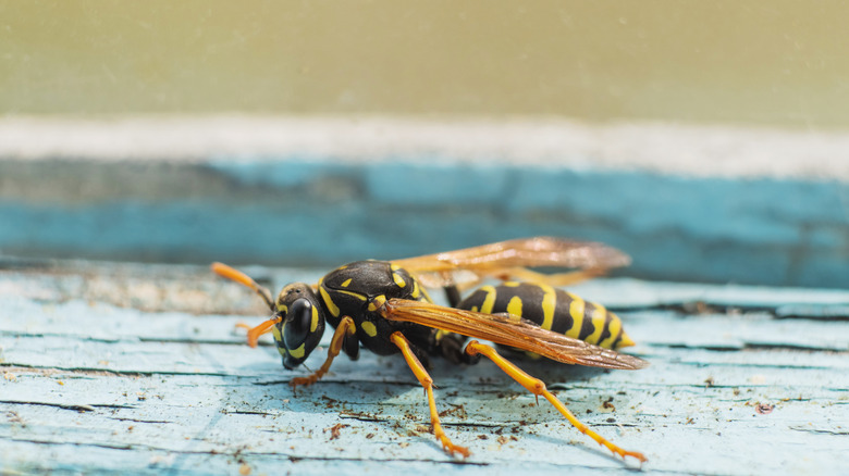 a wasp on a blue wooden table