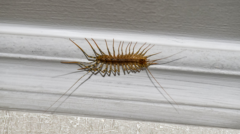centipede on a wall 